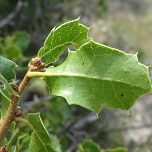 Photographie n°2488873 du taxon Quercus coccifera L.