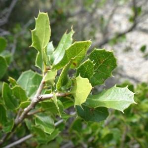 Photographie n°2488874 du taxon Quercus coccifera L.