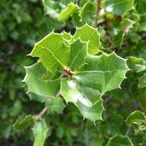 Photographie n°2488876 du taxon Quercus coccifera L.