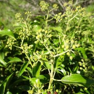 Photographie n°2488882 du taxon Hedera helix f. helix 