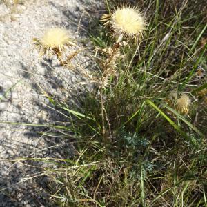 Photographie n°2488893 du taxon Carlina corymbosa L. [1753]