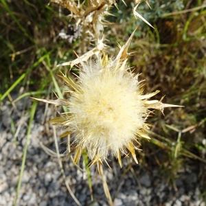 Photographie n°2488894 du taxon Carlina corymbosa L. [1753]