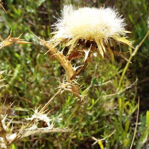 Photographie n°2488895 du taxon Carlina corymbosa L. [1753]