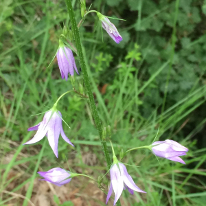 Photographie n°2488925 du taxon Campanula rapunculus L.