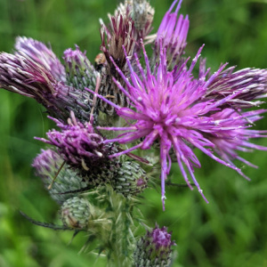 Photographie n°2488938 du taxon Cirsium palustre (L.) Scop. [1772]