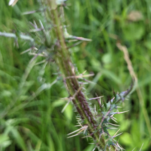 Photographie n°2488939 du taxon Cirsium palustre (L.) Scop. [1772]