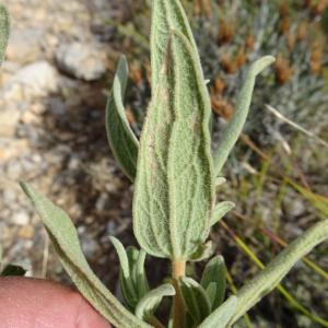 Photographie n°2488993 du taxon Cistus albidus L. [1753]