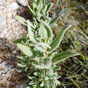 Photographie n°2488994 du taxon Cistus albidus L. [1753]