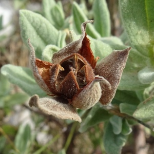 Photographie n°2488995 du taxon Cistus albidus L. [1753]