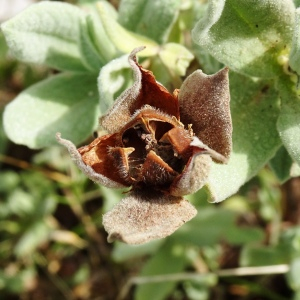 Photographie n°2488998 du taxon Cistus albidus L. [1753]