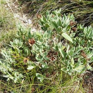 Photographie n°2488999 du taxon Cistus albidus L. [1753]