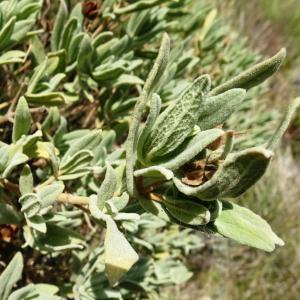 Photographie n°2489004 du taxon Cistus albidus L. [1753]