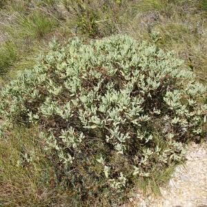 Photographie n°2489006 du taxon Cistus albidus L. [1753]