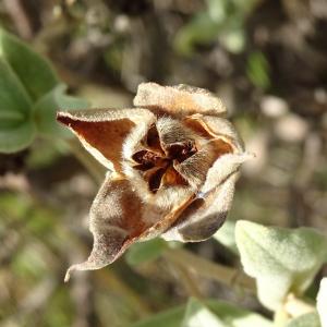 Photographie n°2489007 du taxon Cistus albidus L. [1753]