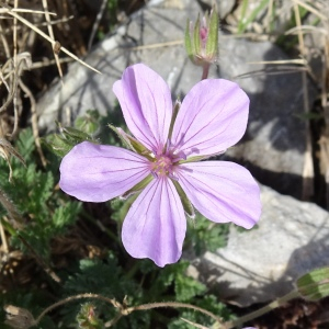 Photographie n°2489008 du taxon Erodium foetidum (L.) L'Hér. [1802]