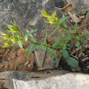 Photographie n°2489050 du taxon Linum campanulatum L.