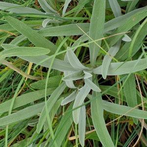 Photographie n°2489060 du taxon Phlomis lychnitis L. [1753]