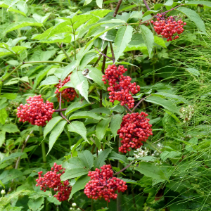 Photographie n°2489082 du taxon Sambucus racemosa L. [1753]