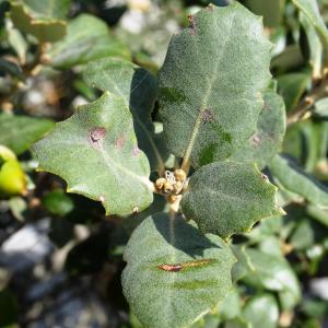 Photographie n°2489112 du taxon Quercus ilex subsp. ballota (Desf.) Samp. [1909]