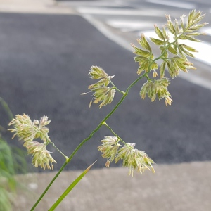 Photographie n°2489130 du taxon Dactylis glomerata L.