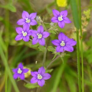 Photographie n°2489201 du taxon Legousia speculum-veneris (L.) Chaix