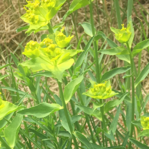 Photographie n°2489230 du taxon Euphorbia serrata L. [1753]