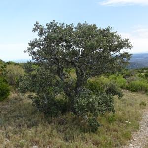 Photographie n°2489268 du taxon Quercus ilex subsp. ballota (Desf.) Samp. [1909]