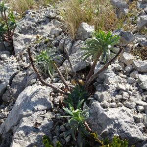 Photographie n°2489272 du taxon Euphorbia characias L. [1753]