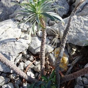 Photographie n°2489273 du taxon Euphorbia characias L. [1753]