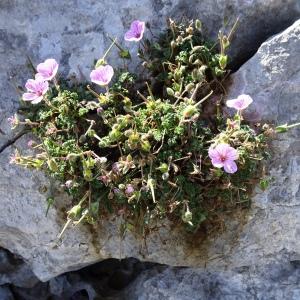 Photographie n°2489290 du taxon Erodium foetidum (L.) L'Hér. [1802]