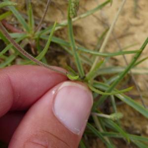 Photographie n°2489302 du taxon Plantago maritima subsp. serpentina (All.) Arcang. [1882]