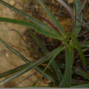 Photographie n°2489303 du taxon Plantago maritima subsp. serpentina (All.) Arcang. [1882]
