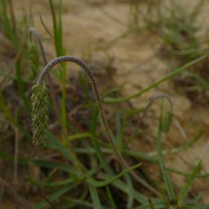 Photographie n°2489304 du taxon Plantago maritima subsp. serpentina (All.) Arcang. [1882]
