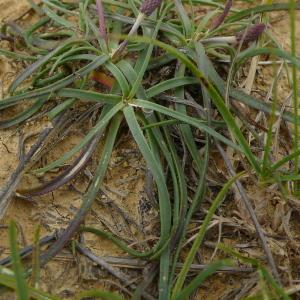 Photographie n°2489305 du taxon Plantago maritima subsp. serpentina (All.) Arcang. [1882]