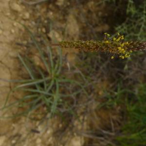 Photographie n°2489306 du taxon Plantago maritima subsp. serpentina (All.) Arcang. [1882]