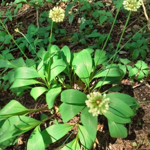 Photographie n°2489316 du taxon Allium victorialis L. [1753]