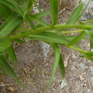 Photographie n°2489360 du taxon Buphthalmum salicifolium L. [1753]