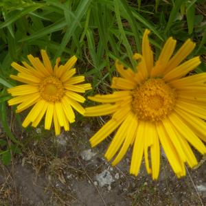 Photographie n°2489361 du taxon Buphthalmum salicifolium L. [1753]