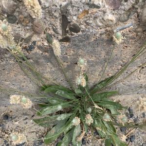 Photographie n°2489408 du taxon Plantago lagopus L.