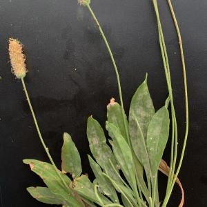 Photographie n°2489409 du taxon Plantago lagopus L.