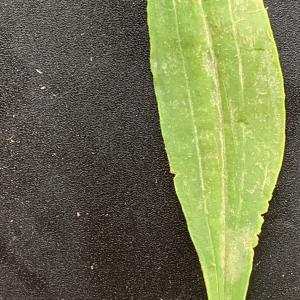 Photographie n°2489416 du taxon Plantago lagopus L.