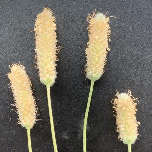 Photographie n°2489418 du taxon Plantago lagopus L.