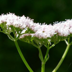 Photographie n°2489462 du taxon Valeriana officinalis L. [1753]