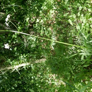 Photographie n°2489463 du taxon Valeriana officinalis L. [1753]