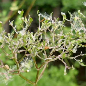 Photographie n°2489470 du taxon Valeriana officinalis L. [1753]