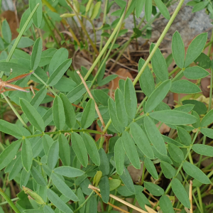 Photographie n°2489477 du taxon Hippocrepis comosa L. [1753]