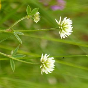  - Trifolium montanum subsp. montanum