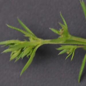 Photographie n°2489688 du taxon Galium aparine subsp. spurium (L.) Hartm.