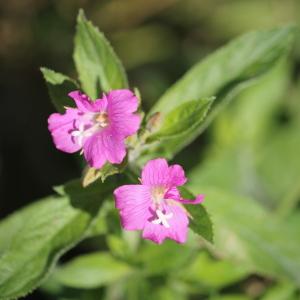 Photographie n°2489705 du taxon Epilobium hirsutum L.