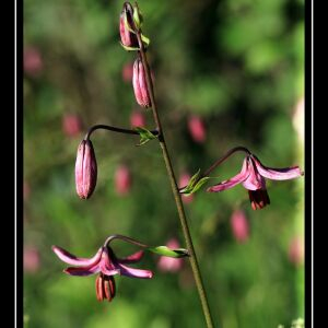 Photographie n°2489745 du taxon Lilium martagon L.